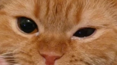 Карактеристики на третманот на споменатите очи кај мачки