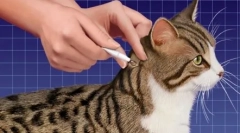 Дрога карактеристики директно место-на мачка