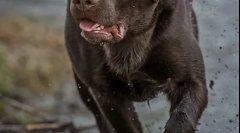 Карактеристики на исхраната на лабрадоров