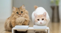 Карактеристики на пеење стерилизирани мачки