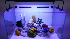 Карактеристики на подготовка на вода во новиот аквариум