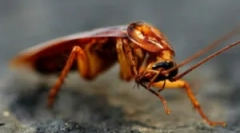 Карактеристики на размножување тараканов