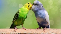 Карактеристики на одгледување на брановидни папагали