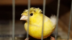 Карактеристики на грижата и содржината на канаријата дома