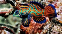 Што зависи од бојата на рибите?