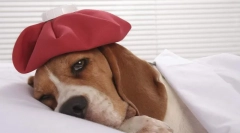 Кои болести кучиња прават вакцини