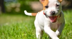 Празници во природата и нема крлежи