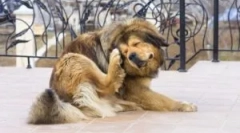 Каде доаѓаат земјените болви од дома?