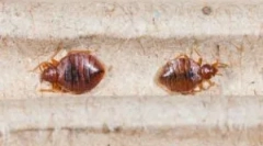 Каде се грешките во станот?