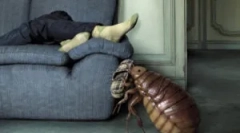 Каде што куќите се појавуваат болви?