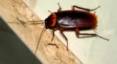 Каде и зошто лебарките се појавуваат дома