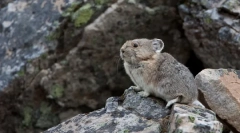 Каде хиншилата доаѓа од каде и како живеат во природата