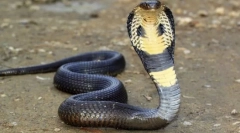 Каде кобра отров