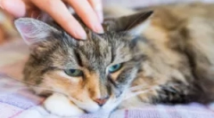 Каде што се појавува мачката болви?