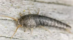 Каде во станот ги зема мокариите