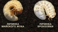 Разликата помеѓу ларвите на бронза и мајката на мај