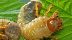 Разлики на ларвите на мајскиот beetle и medveda