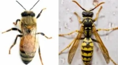 Разлики на пчелата од оси