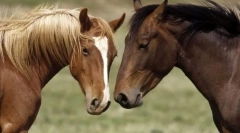 Мирџии за коњи