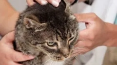 Скеектоза на мачка: симптоми и третман