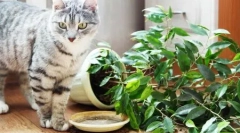 Мачки за дома и дворови: преглед на готовите производи и инструкции, како да се направи