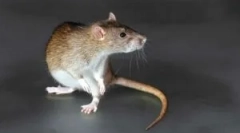 Перменти од глодари со ефект на мамут