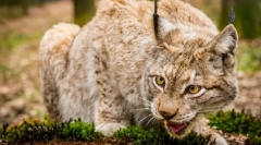 Предатор на одвојување