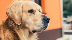 Одговори на најчестите прашања за кучињата