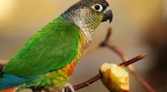 Зеленчук за папагали