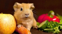 Зеленчук во диета за свинска свиња