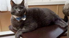 Дебелината во мачки