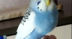 Дебелината со папагал, причини, третман