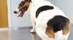 Дебелината кај кучињата: причини, симптоми, третман