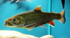 Американска палиа