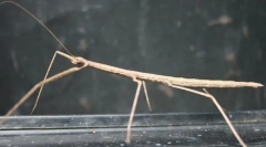 Хигретарен paller