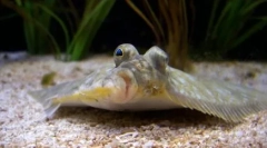 Фалу: интересни факти од животот на невообичаена риба