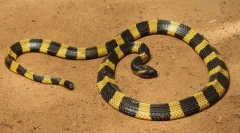 Пама (детска лента)