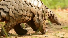 Pangolin