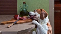 Панкреатитис во кучиња: причини, знаци, третман, превенција