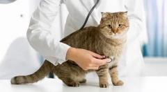 Паразити во мачка