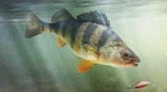 Паразити во море и река риба