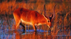 Препреки животни