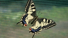 Корзикански едрилица