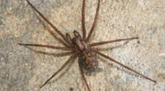 Спајдерска куќа