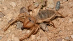 Falang spider (camel): опис и карактеристики