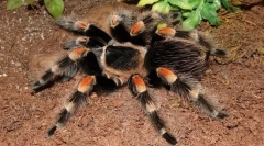 Спајдер-птица мексиканско црвено вино