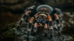 Спајдермен: видови и карактеристики