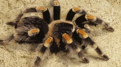 Спајдер-птица