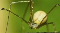 Spider sanakers common или kosyozka