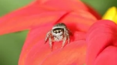 Spider jugun: карактеристики и вредност во екосистемот